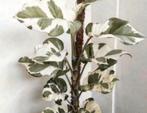 Epipremnum Njoy stekjes, Ophalen of Verzenden, Overige soorten, Minder dan 100 cm