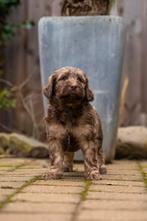 Labradoodle standaard/groot pups multigen te koop, Dieren en Toebehoren, Honden | Retrievers, Spaniëls en Waterhonden, Overige rassen