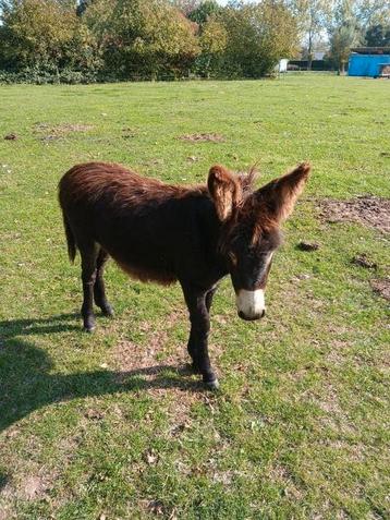 Lieve klein ezel hengstje beschikbaar voor biedingen