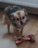Chihuahua reutje, Dieren en Toebehoren, Honden | Chihuahua's en Gezelschapshonden, Particulier, 3 tot 5 jaar, Reu, Nederland