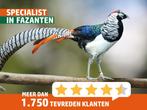 Lady Amherst fazant | Deskundig advies | prachtige dieren, Meerdere dieren, Overige soorten