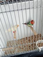 Koppel roodkop papegaai amedines, Dieren en Toebehoren, Vogels | Overige Vogels, Meerdere dieren
