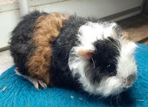 1 lieve ch teddy cavia, Dieren en Toebehoren, Knaagdieren, Mannelijk, Cavia