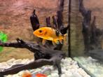 Koi karpers , ghost , oranje wit, en oranje zwart, Dieren en Toebehoren, Vis, Zoetwatervis