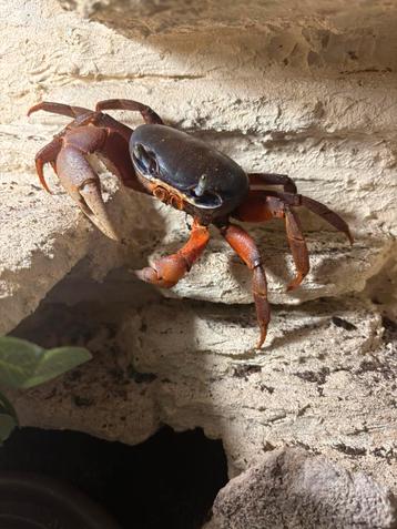 Cute Afrikaanse landkrab xl beschikbaar voor biedingen