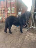 De liefste mini Shetlander en mini paardje, Merrie, Met stamboom, Niet van toepassing, 0 tot 2 jaar