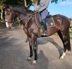 Superbrave 4,5 jr allrounder 1,63(recreatie-manege-sport), Merrie, B, Gechipt, 3 tot 6 jaar