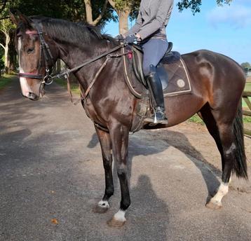 Superbrave 4,5 jr allrounder 1,63(recreatie-manege-sport) beschikbaar voor biedingen