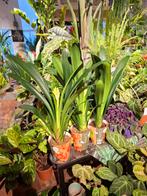 Clivia (Sint Jozefbloem), Overige soorten, In pot, Minder dan 100 cm, Bloeiende kamerplant