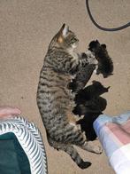 Lieve kittens te koop., Kater