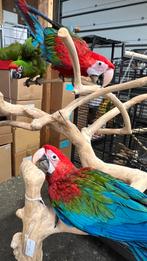 Groenvleugels Ara Papegaaie, Dieren en Toebehoren, Vogels | Parkieten en Papegaaien, Meerdere dieren, Papegaai, Pratend
