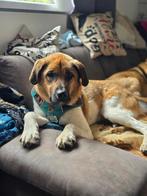 Reu Tigo herplaatser, adoptie hond, asielhond, Dieren en Toebehoren, Particulier, Rabiës (hondsdolheid), Reu, 1 tot 2 jaar