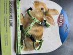 Mooie dwergkonijntjes, Dieren en Toebehoren, Meerdere dieren, Dwerg, 0 tot 2 jaar