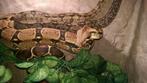 Boa constrictor vrouw gezocht, Dieren en Toebehoren, Reptielen en Amfibieën, Slang, 0 tot 2 jaar
