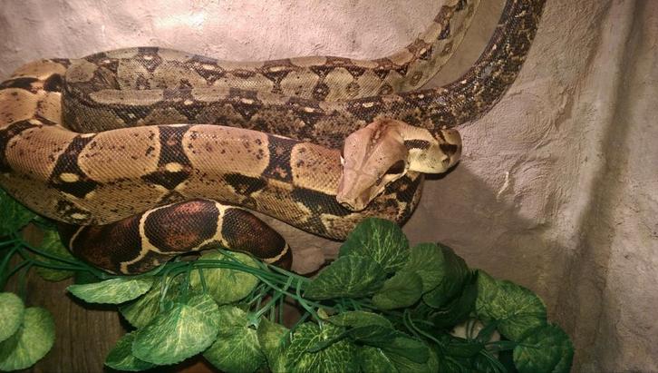 Boa constrictor vrouw gezocht, Dieren en Toebehoren, Reptielen en Amfibieën, Slang, 0 tot 2 jaar