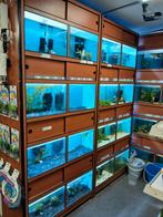 4 x aquarium te koop, Dieren en Toebehoren, Vissen | Aquaria en Toebehoren, Ophalen, Zo goed als nieuw