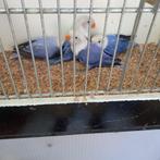 Fischeri opaline, Dieren en Toebehoren, Vogels | Parkieten en Papegaaien, Meerdere dieren, Dwergpapegaai of Agapornis, Geringd
