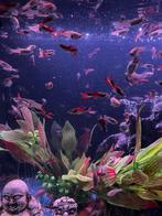 Endler guppy’s man en vrouw, Dieren en Toebehoren, Vissen | Aquariumvissen, Vis