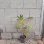 Albizia julibrissin 'Ombrella' | Perzische slaapboom, Tuin en Terras, Ophalen of Verzenden, Zomer, Volle zon