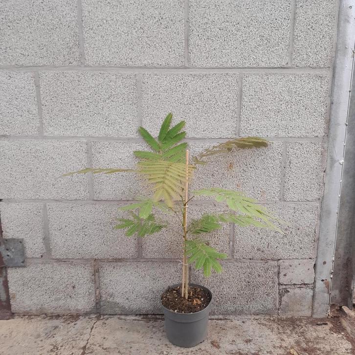 Albizia julibrissin 'Ombrella' | Perzische slaapboom, Tuin en Terras, Planten | Tuinplanten, Volle zon, Zomer, Ophalen of Verzenden