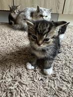 Te koop: 4 schattige en speelse kittens, Dieren en Toebehoren, Meerdere dieren