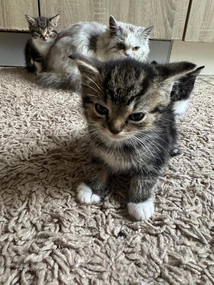 Te koop: 4 schattige en speelse kittens, Dieren en Toebehoren, Katten en Kittens | Overige Katten, Meerdere dieren