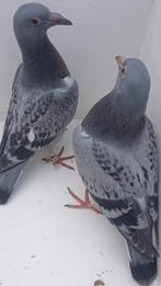 Jonge postduiven piepers, Dieren en Toebehoren, Vogels | Duiven, Meerdere dieren, Postduif