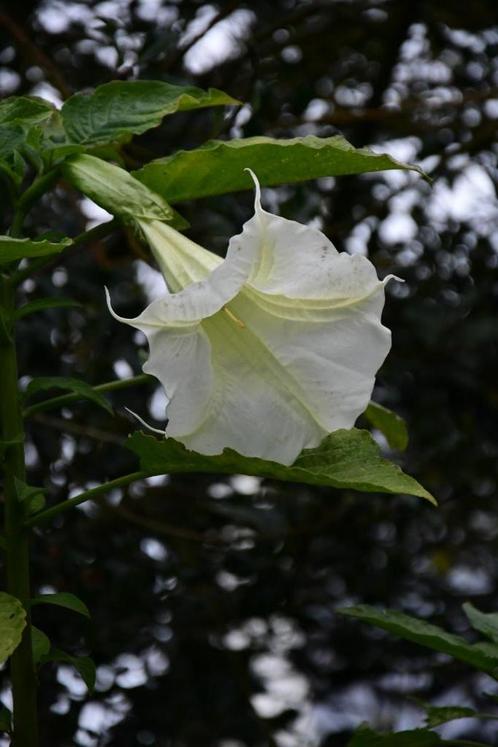 Engelen trompet plant, Tuin en Terras, Planten | Tuinplanten, Vaste plant, Overige soorten, Halfschaduw, Zomer, Ophalen