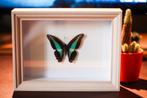 Opgezette vlinder, Ophalen of Verzenden, Zo goed als nieuw, Insect, Opgezet dier