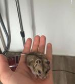 Chinese dwerghamster vrouw, Dieren en Toebehoren, Hamster, Vrouwelijk, Mei, Tam