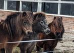 Gezocht weiland / stalling in Loerbeek / Beek.