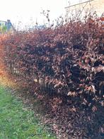 Mooie grote beukenhaag, Tuin en Terras, Planten | Struiken en Hagen, Ophalen, Beukenhaag, 100 tot 250 cm