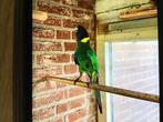Gezocht  een twenty eight man, Dieren en Toebehoren, Vogels | Parkieten en Papegaaien
