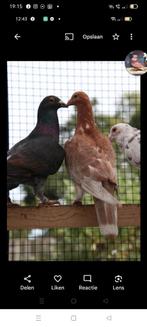 4 mooie kleurpostduiven almond stipper, Dieren en Toebehoren, Meerdere dieren, Postduif