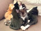 Kittens, mogen direct weg, Dieren en Toebehoren, Katten en Kittens | Overige Katten, Meerdere dieren
