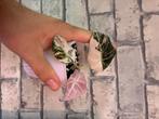 Alocasia Black Velvet Pink Variegata, Overige soorten, In pot, Minder dan 100 cm, Bloeiende kamerplant