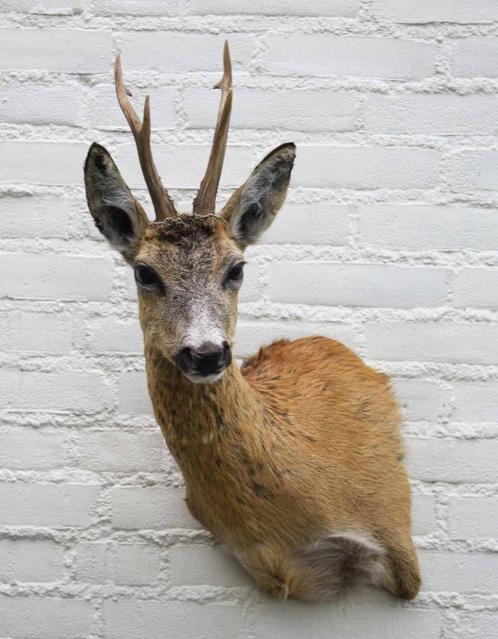 Nieuw opgezette kop REE BOK in zomervel met groot gewei (H), Verzamelen, Dierenverzamelingen, Nieuw, Gewei of Kop, Hert, Ophalen of Verzenden