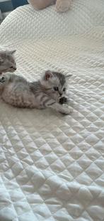 Exclusieve kittens – Brit  Ragdoll – Zacht, gezond, uniek, Meerdere dieren, Gechipt, 0 tot 2 jaar