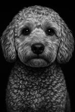 Mini Australian labradoodle dekreu, Reu, CDV (hondenziekte), 1 tot 2 jaar, Eén hond