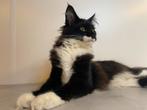 Maine Coon kittens stamboom paspoort ouders getest chip etc, Dieren en Toebehoren, Katten en Kittens | Raskatten | Langhaar, Poes
