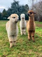 gemengde kudde alpacas (dekhengst apart), Dieren en Toebehoren, Overige Dieren, Juni, Meerdere dieren