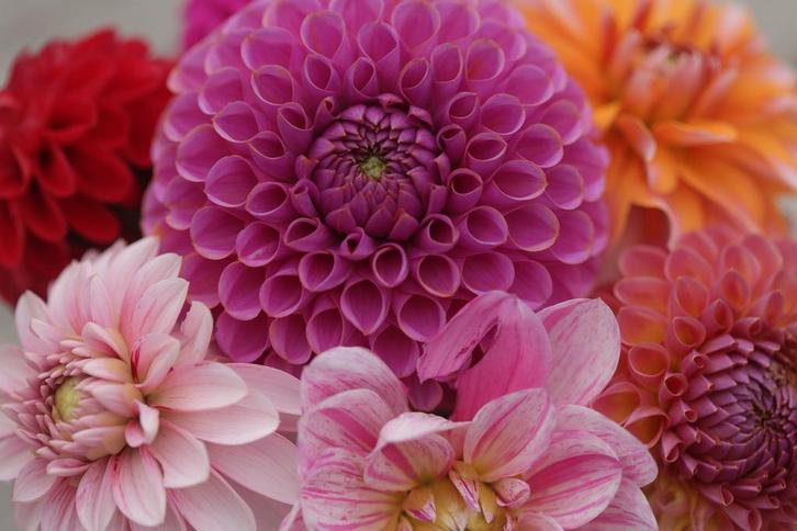 Dahlia zaden,mix, Tuin en Terras, Bloembollen en Zaden, Volle zon, Verzenden