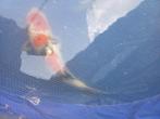koi, Dieren en Toebehoren, Vissen | Vijvervissen, Karper of Koi