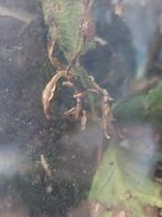 Psg9 ook bekend als de flappentak 2€per nimf, Dieren en Toebehoren, Insecten en Spinnen, Wandelende tak