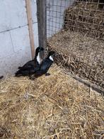 Paartje eenden, Dieren en Toebehoren, Meerdere dieren, Eend