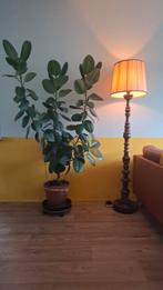 plant ficus elastica robusta, Huis en Inrichting, Kamerplanten, Ophalen, Ficus