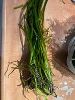 Javamos en Vallisneria Gratis!, Dieren en Toebehoren, Vissen | Aquaria en Toebehoren, Ophalen, Zo goed als nieuw, Plant(en), Steen of Hout