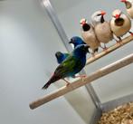 Forbes papegaaiamadines mannen, Dieren en Toebehoren, Vogels | Overige Vogels, Mannelijk