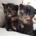 Schildpadpoesje kitten gezocht, Ophalen of Verzenden