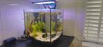 Aquarium cubic 30 liter endler guppies 7, Dieren en Toebehoren, Ophalen, Gebruikt, Gevuld zoetwateraquarium